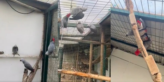 Afrika’dan Getirilen Gri Papağanlara İstanbul Havalimanı’nda El Konuldu